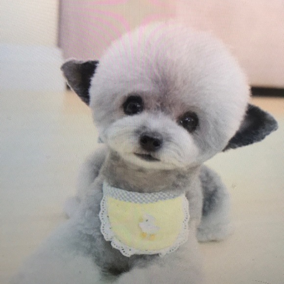 Meet your Posher, Clarissa - Picture 1 of 1